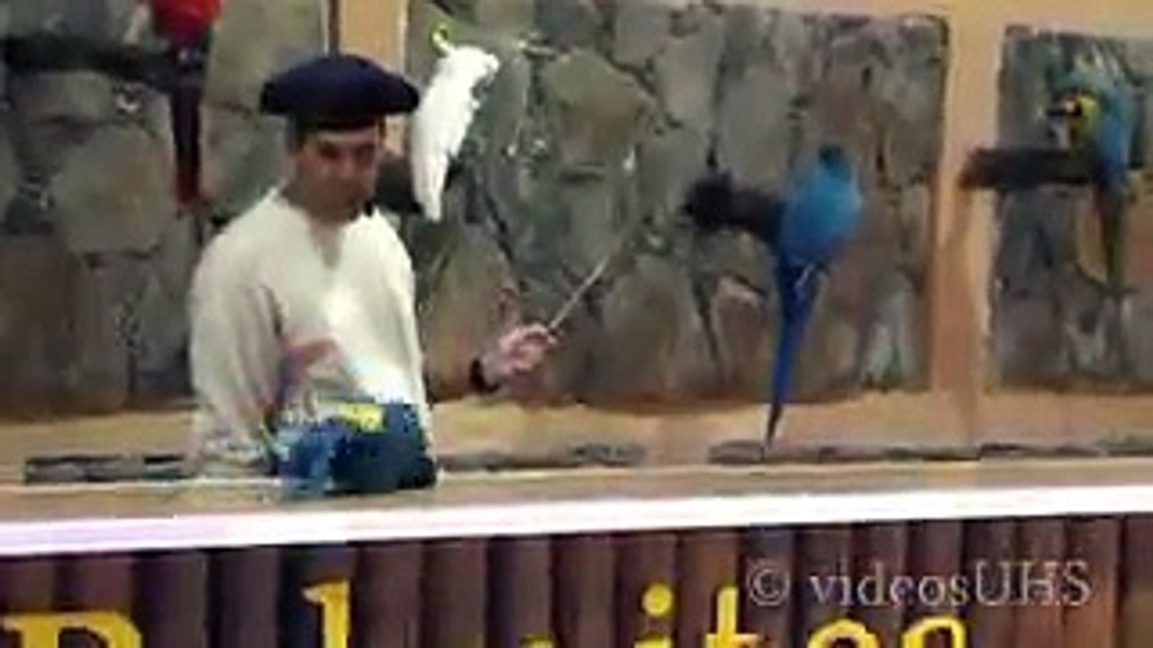 funny-Parrots Working confidently-