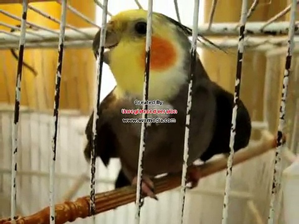 konuşan papağan