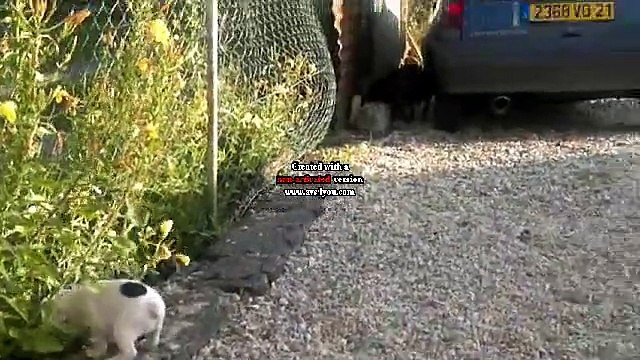 Bébés ebene bouledogue francais