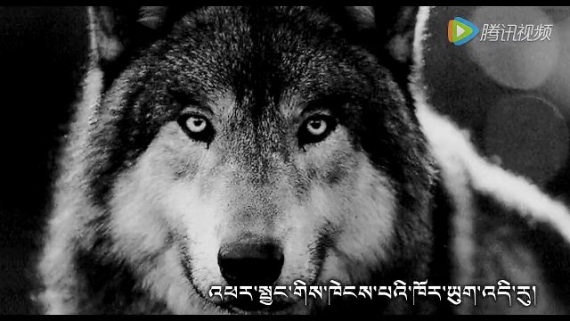 Dekyi Tsering-Tharlo