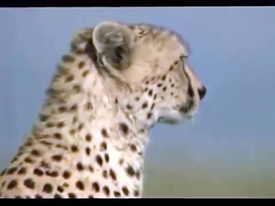 Çitanın Ceylan Avı