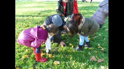 XORNADA DE COGUMELOS