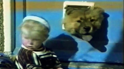 Kapılarla Başı Dertte Olan Köpekler