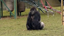 Et si ce gorille était en fait Bigfoot  Les spécialistes s'interrogent, jugez par vous même !