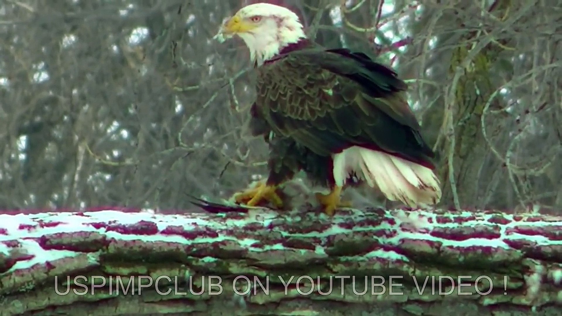 Rare: American Bald Eagles Kills Duck (CAUGHT ON TAPE)