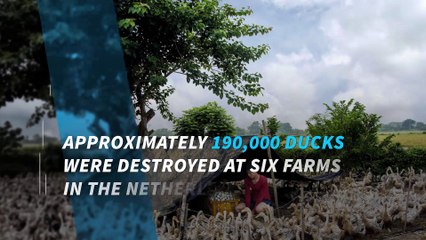 Dutch destroy more than 100K ducks after bird flu outbreak