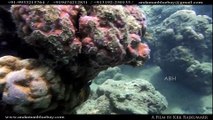 Andaman Scuba Diving