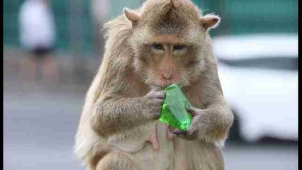 Tailandeses agradecen la llegada de turistas a Lopburi con el "Festival del Mono"