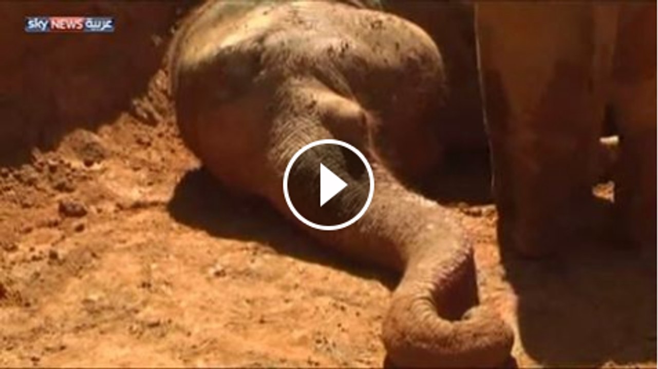 I want my mom .. a small elephant refuses to leave his mother