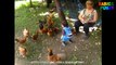 Cute Babies Playing With Chickens - Cutest Babies Videos 2017