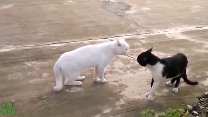 Chats - Vidéos les plus drôles.3