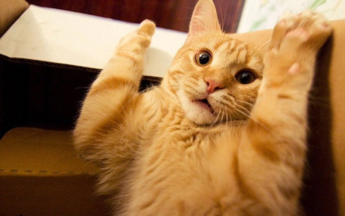Chats vines