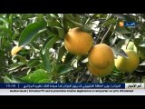 مدير صحة تلمسان  لم نتلق الى الآن اي اخطار بتواجد البرتقال المسموم في سوق معينة