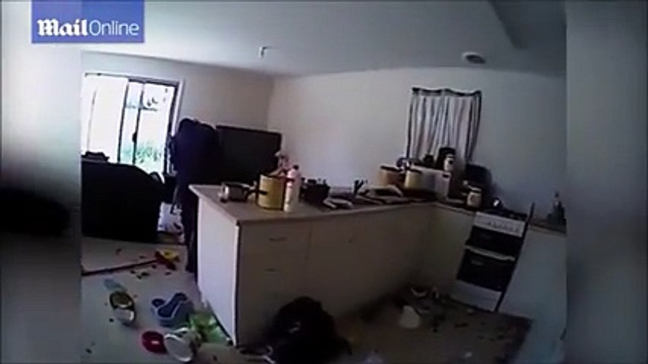 Woman Locked 14 Cats in Her House For Few Days See What Happened Next ??