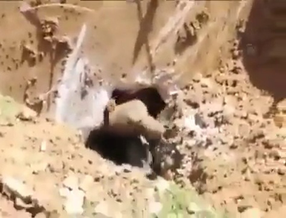 Ils creusent sur un chantier et tombe sur quelque chose d'incroyable!!!