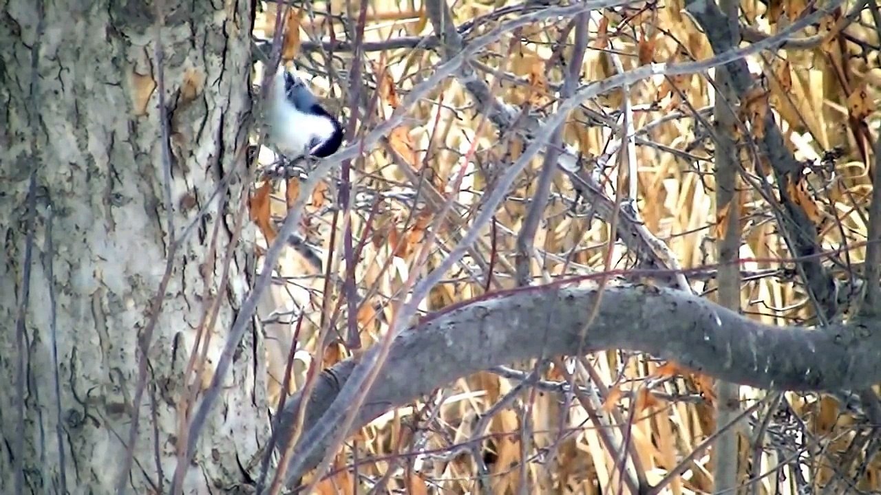 The Ultimate Videos of Birds for Cats To Watch in HD ! 2 hours !