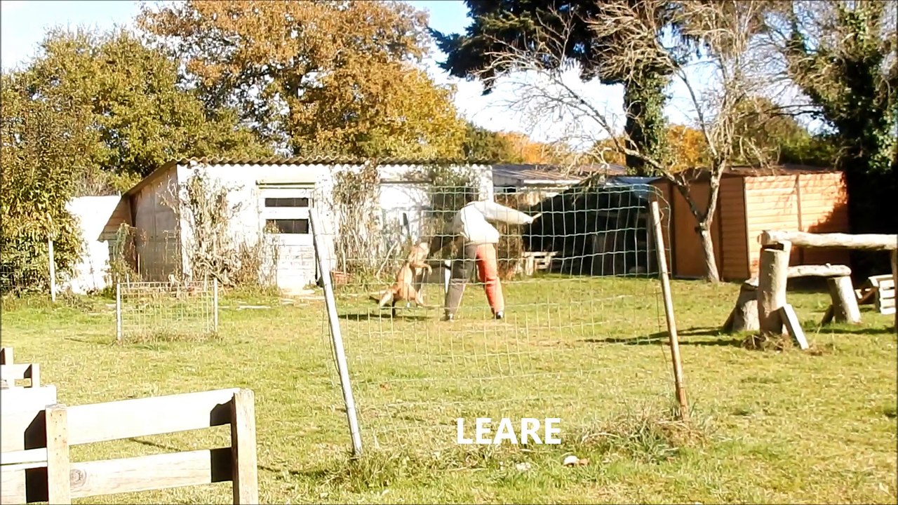 LES GUERRIERS DE MALIGNE