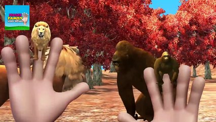Finger Family | Crazy Gorilla Vs Wild Lion Finger Family War | Kiddy Rhymes