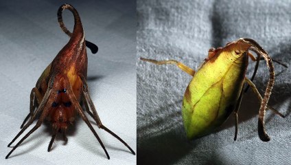 Vous croyez que c'est une feuille ? Vous allez être étonné !