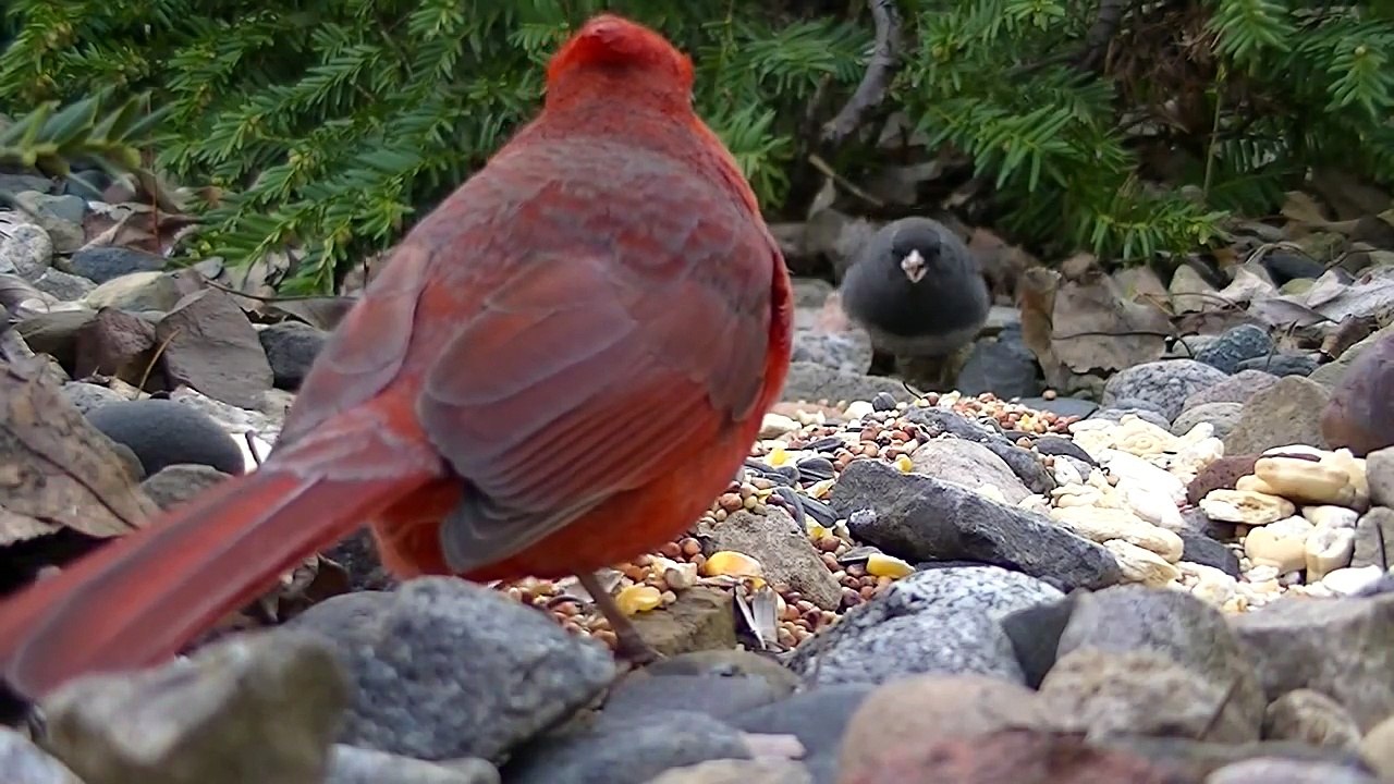 Beautiful Birds, Videos For Cats to Watch ,