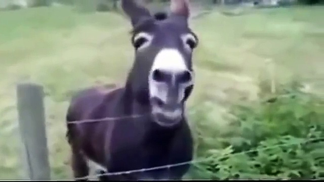 funny farm animals