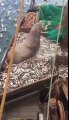 Un énorme éléphant de mer dans les filets d'un bateau !