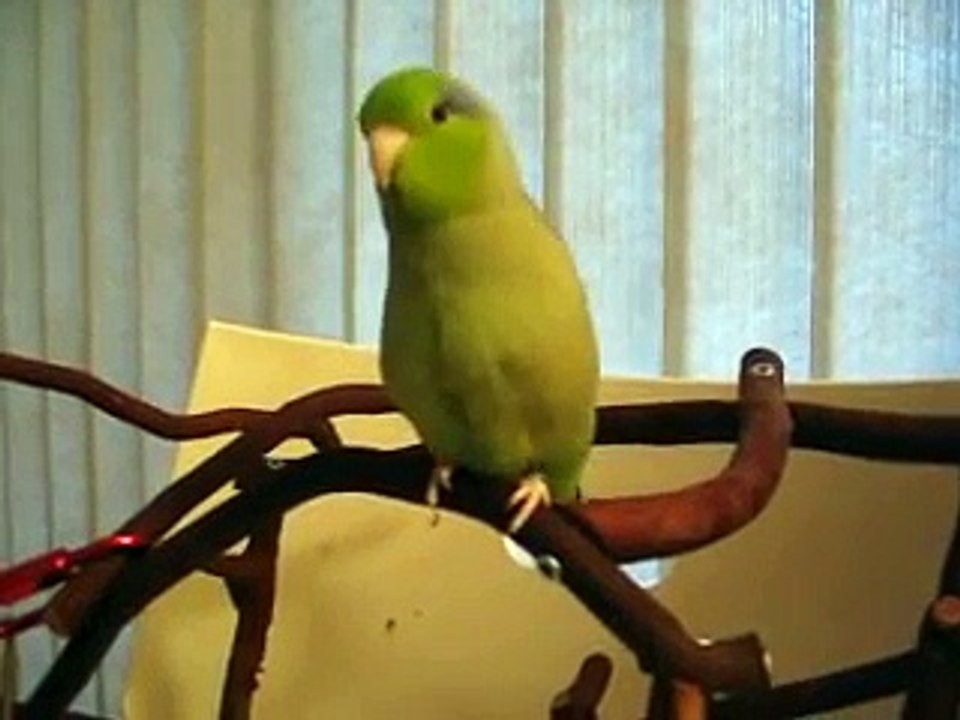 Ce perroquet joue à coucou / caché !