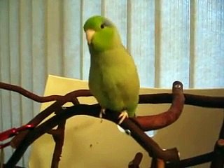 Ce perroquet joue à coucou / caché !