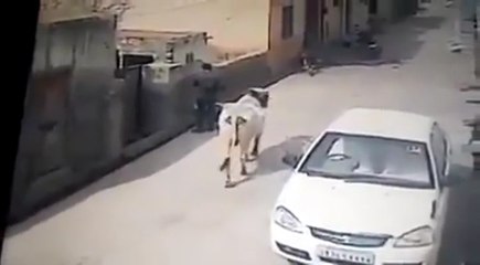 Man Is Assaulted By Cow With Bad Attitude