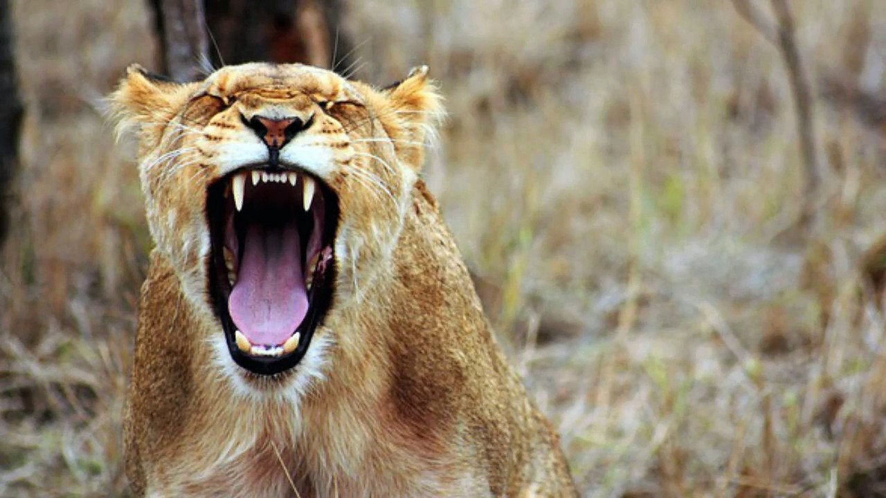 CBT Anger Management  Advice