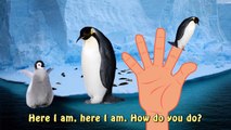 Finger Family Penguin Finger Family Sea Animale Pinguin Pingu Madagascar Penguin Pororo 뽀로로 Da