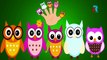 Cartoon Owl Finger Family Cartoon Animation Nursery Rhymes For Children