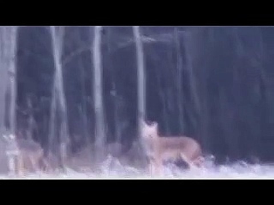 coyote hunting gone bad cause