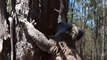 Gracie the Koala Fearless as She's Released Into Wild