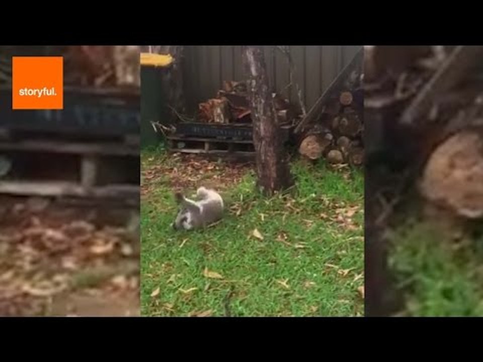 Mason the Orphaned Koala Has Too Much Energy