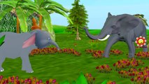 Elephant Color Songs For Kids | Twinkle Twinkle Little Star Rhyme | Finger Family Songs For Babies
