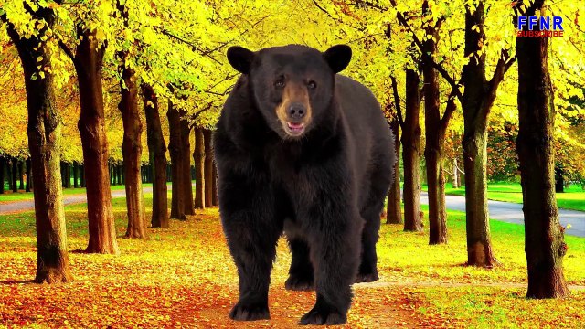 Learn Names of Wild Animals for Children | Learning Wild Animals Names For Toddlers and Preschool