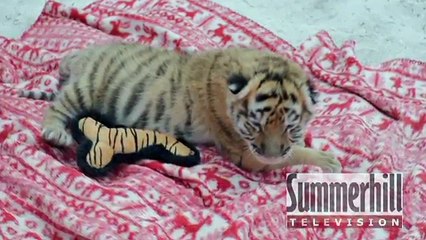 Cute Tiger & Puppy unlikely friends play together & Swim