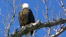 Gorgeous AMERICAN BALD EAGLE IN HD ! Outdoors Minnesota in HD !