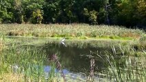 Minnesota land of 10 000 lakes NATURE watch in HD Full Screen