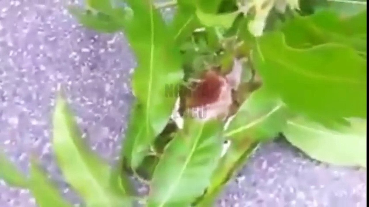 Kumpulan Video Lucu Tergokil Sepanjang Masa ll Ngakak Bangets !!!