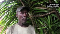Guinée-Bissau : les serpents envahissent des îles paradisiaques