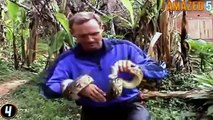 11 Real Anaconda Attacks on Human Caught on Camera - 2016