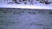 Astonishing video captures the moment Thousand of Ducks Invade Mississippi River Minnesota