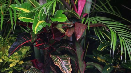 Grow Little Seed, Grow! | Plant Songs for Kids | Nursery Rhymes