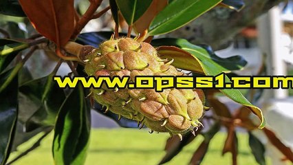 광주키스방 / 오산휴게텔 / OPSS1。COM / 구글 → 오피쓰