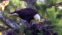 BABY EAGLETS ! Bald Eagle Nesting & Young !