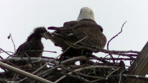 Baby Eagle Spreading its Wings !