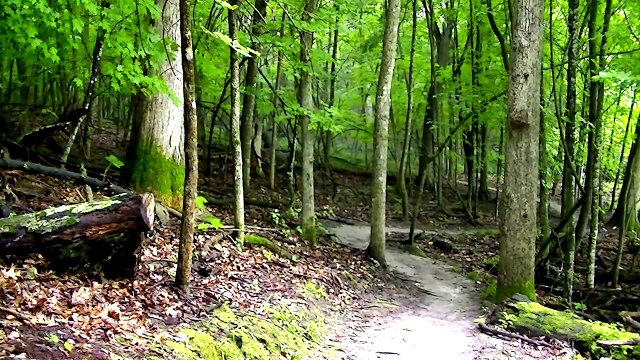 Relax 2 Hours of Birds Singing and Rain fall Water Sounds- Nature Sound Relaxation-Relaxing