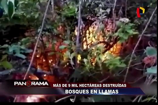 Bosques en llamas: más de 9 mil hectáreas destruidas
